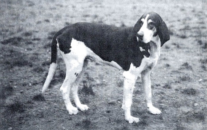 Désirable, chien Levesque - BnF (Gallica)